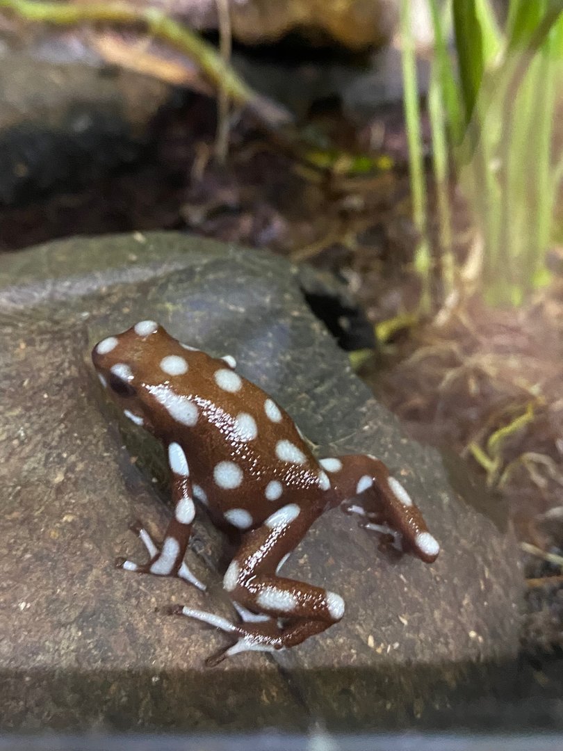 Maranon poison frog 111222