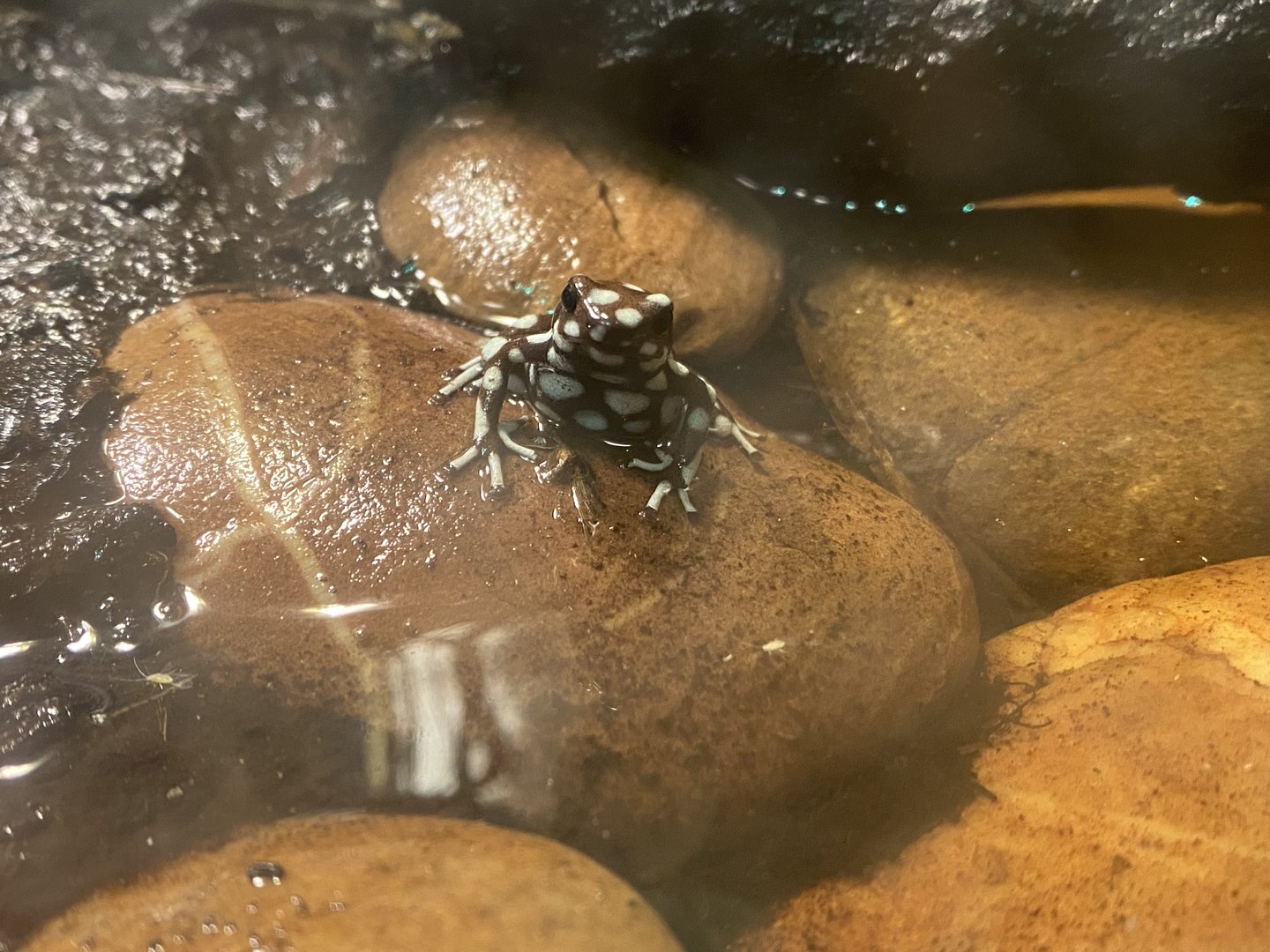 Maranon poison frog 150523