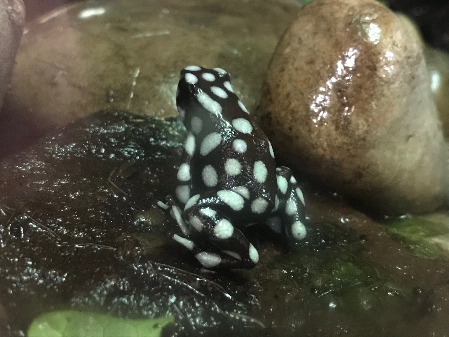 Marañón poison frog 150918