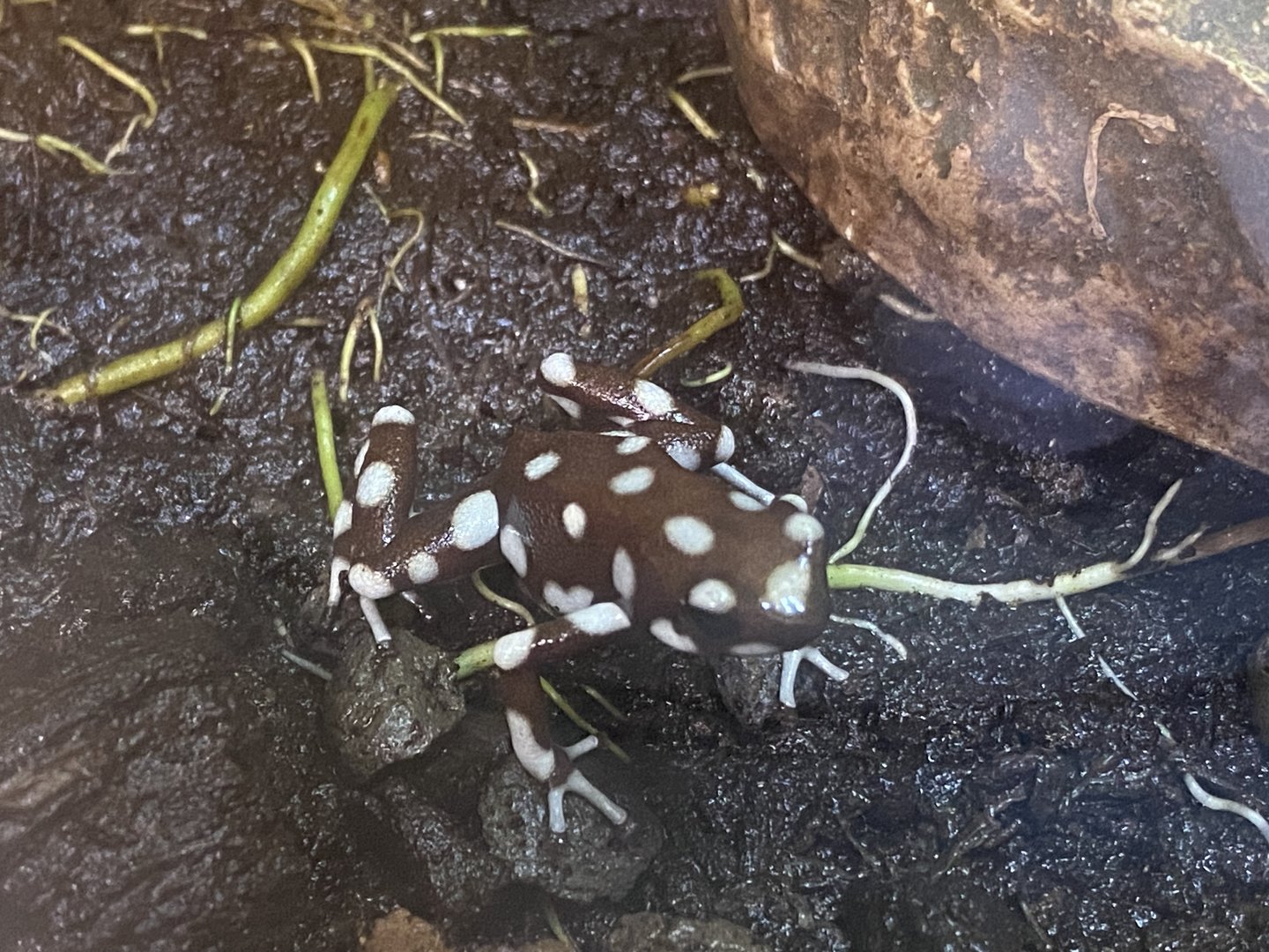 Maranon poison frog 250623