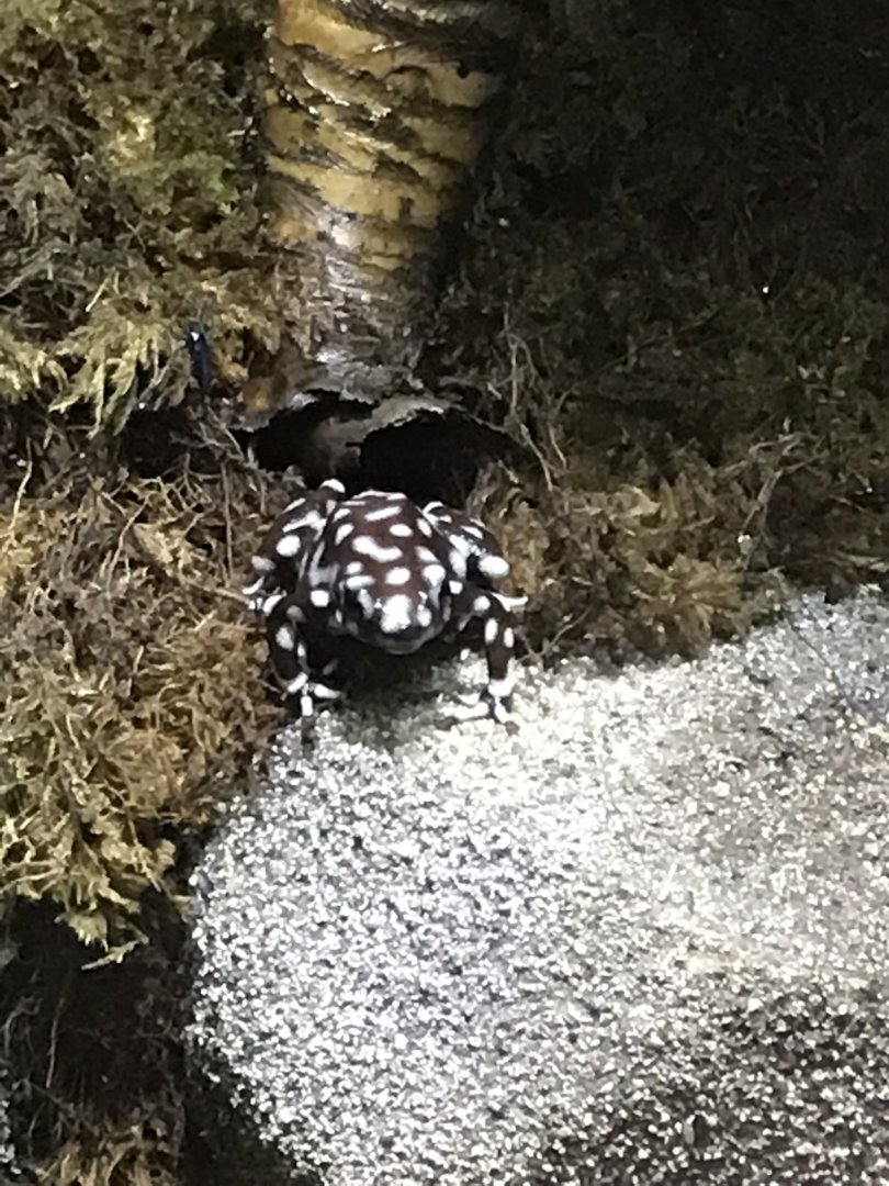 Maranon poison frog 290419