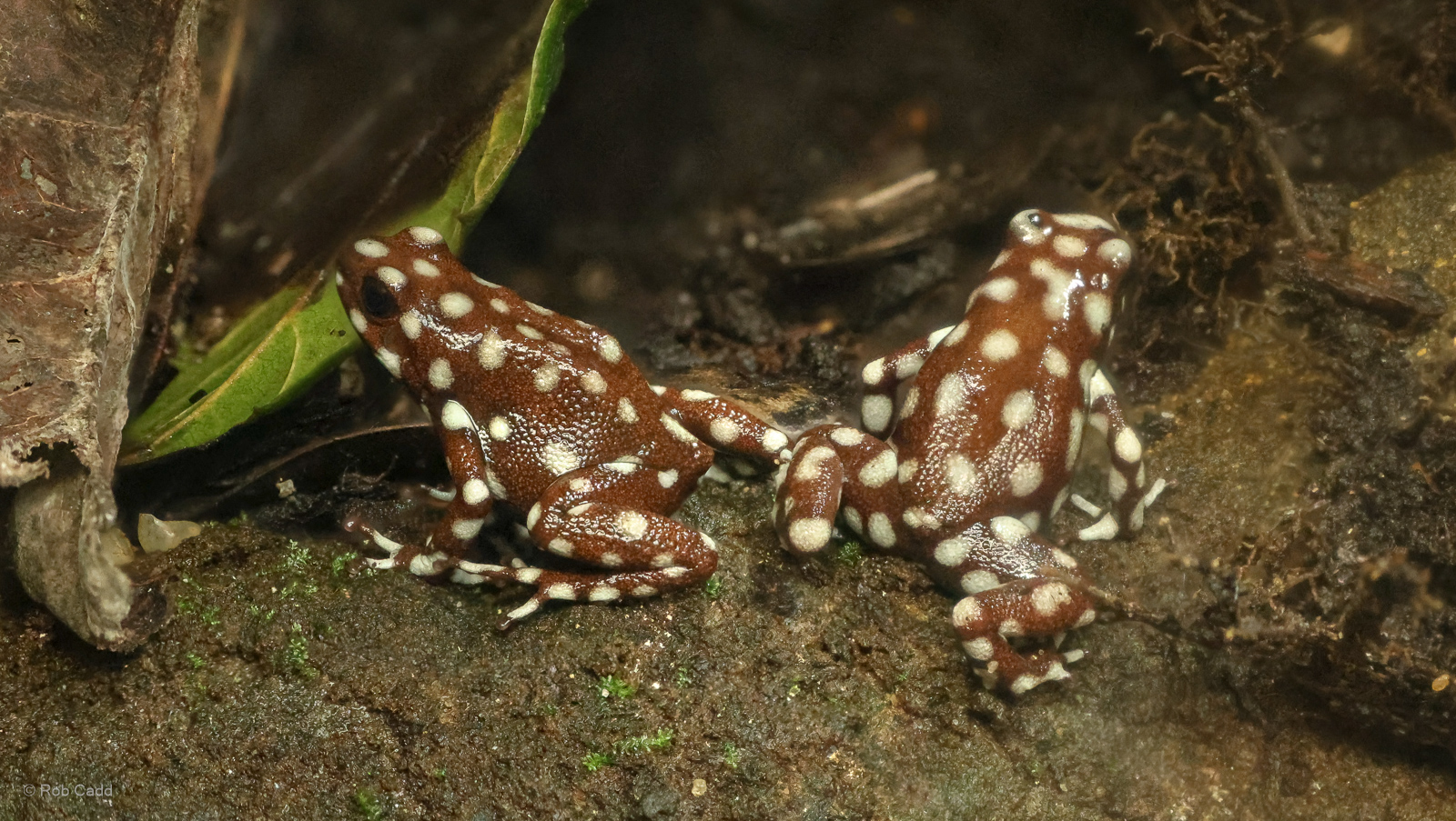 Marañón poison frog : Chester Zoo : 24 Jun 2024