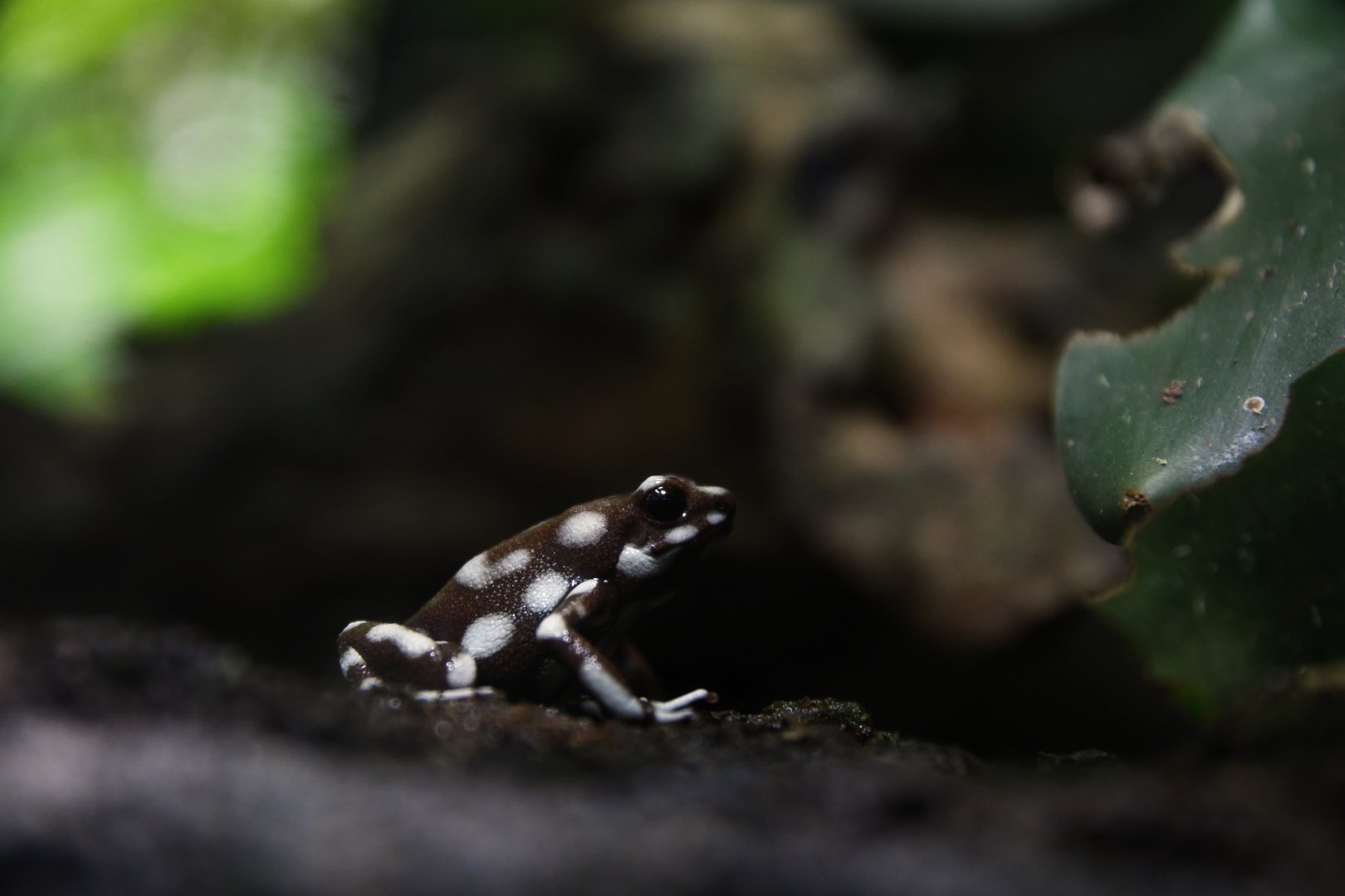 Marañón poison frog (Excidobates mysteriosus)