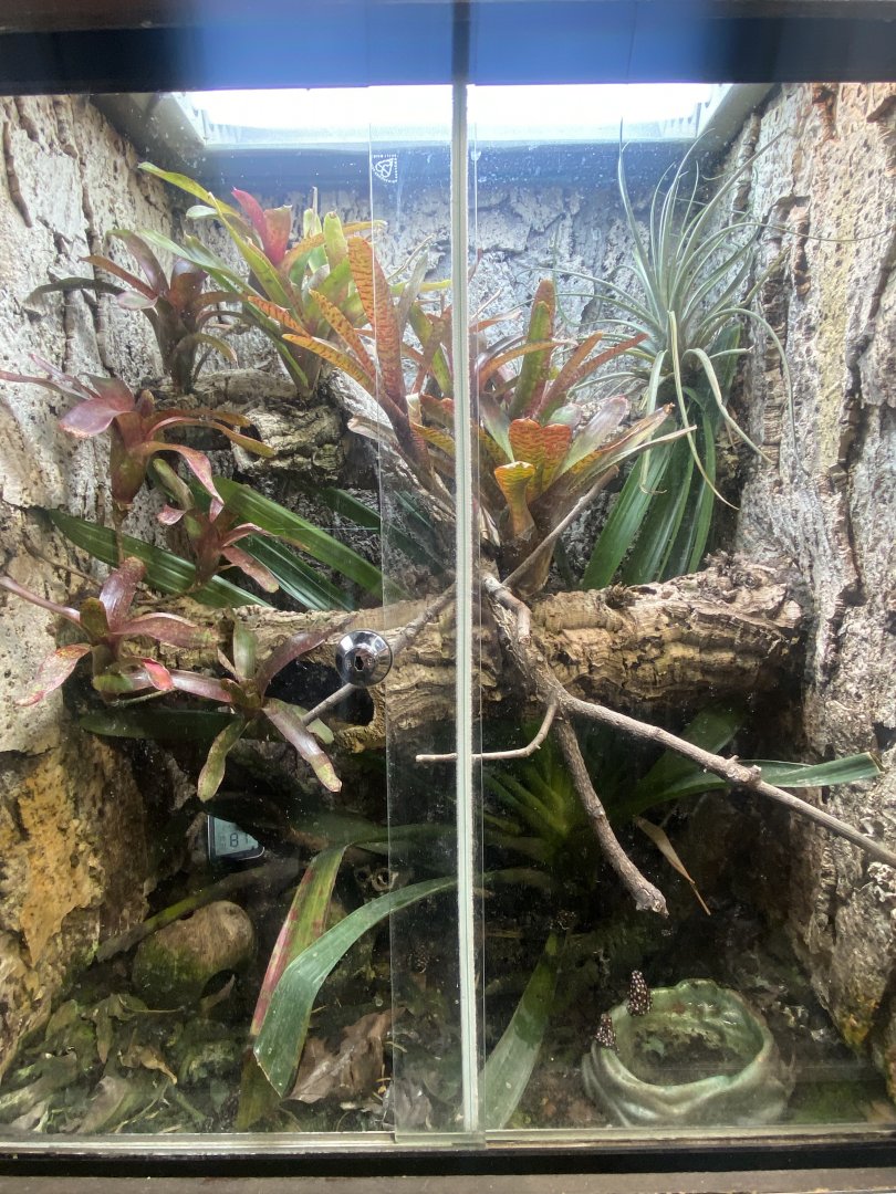 Maranon poison frog exhibit 040324