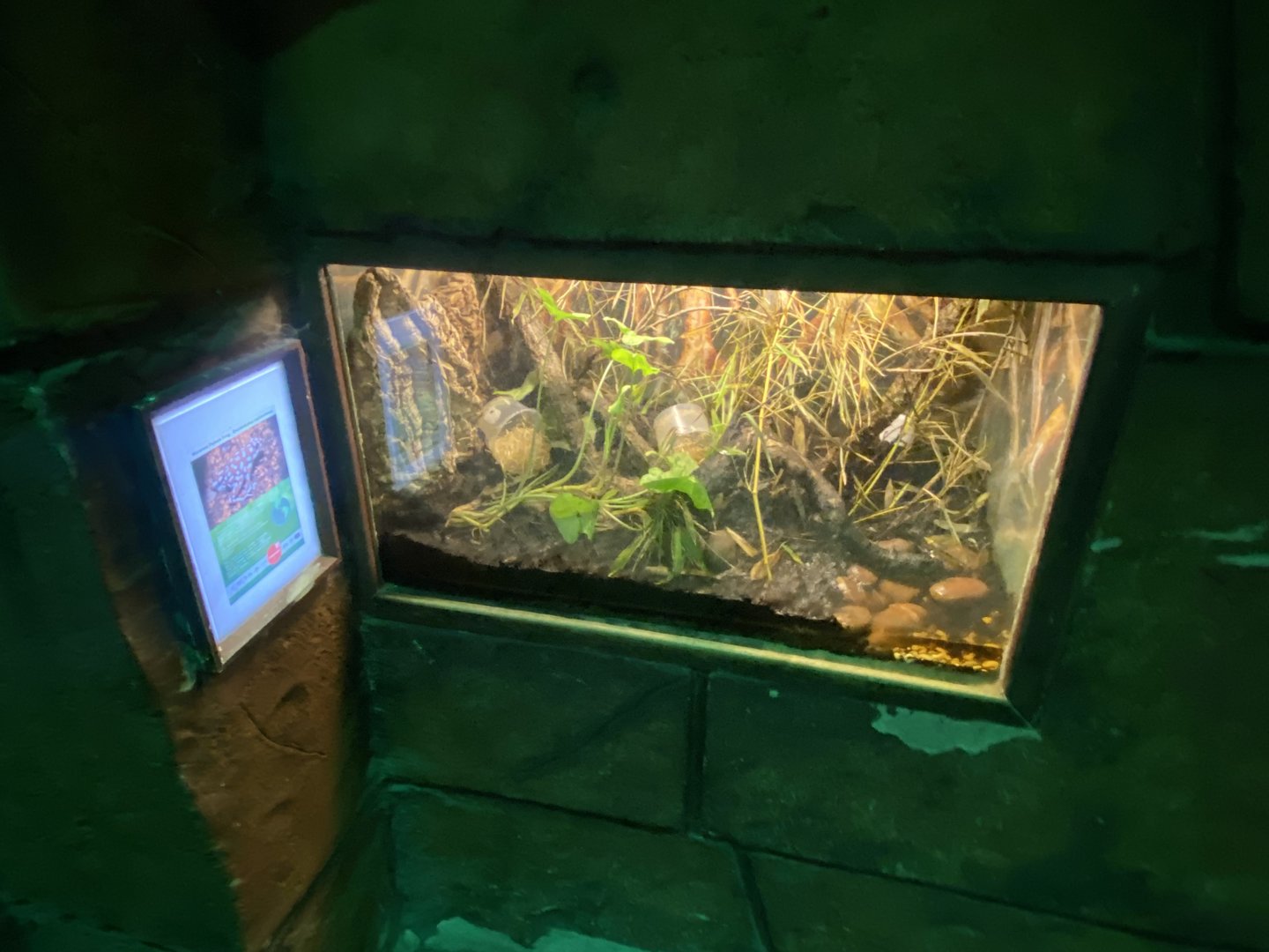 Maranon poison frog exhibit 150523