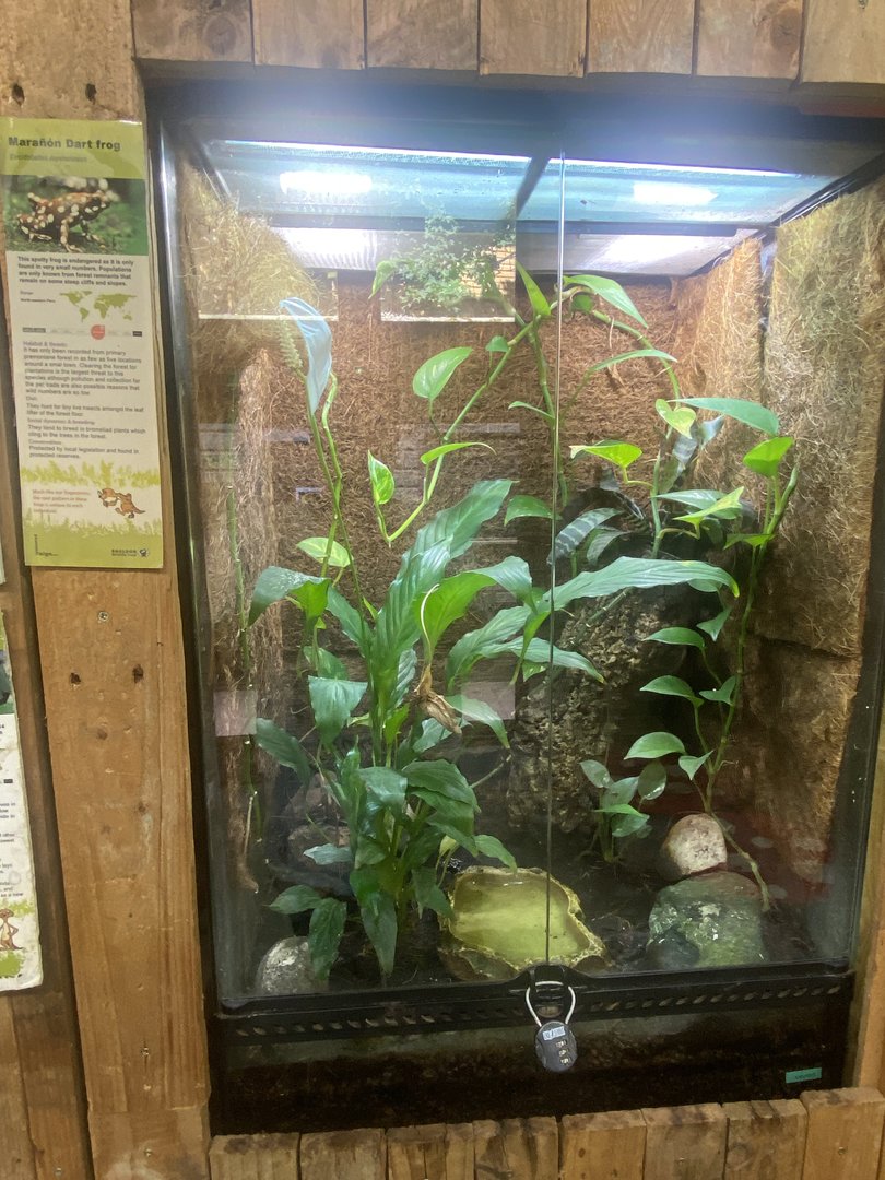 Maranon poison frog exhibit 250623