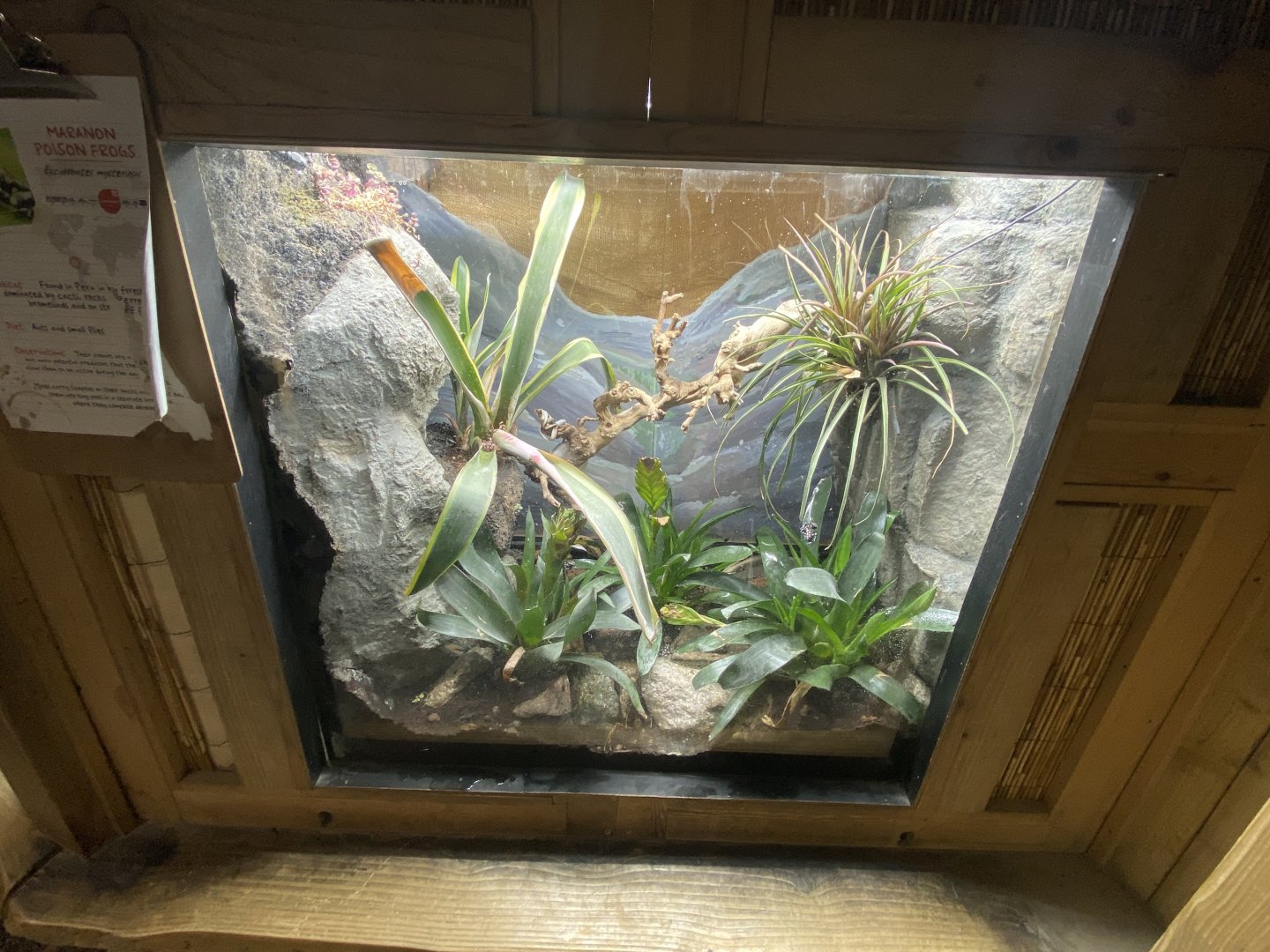 Maranon poison frog exhibit