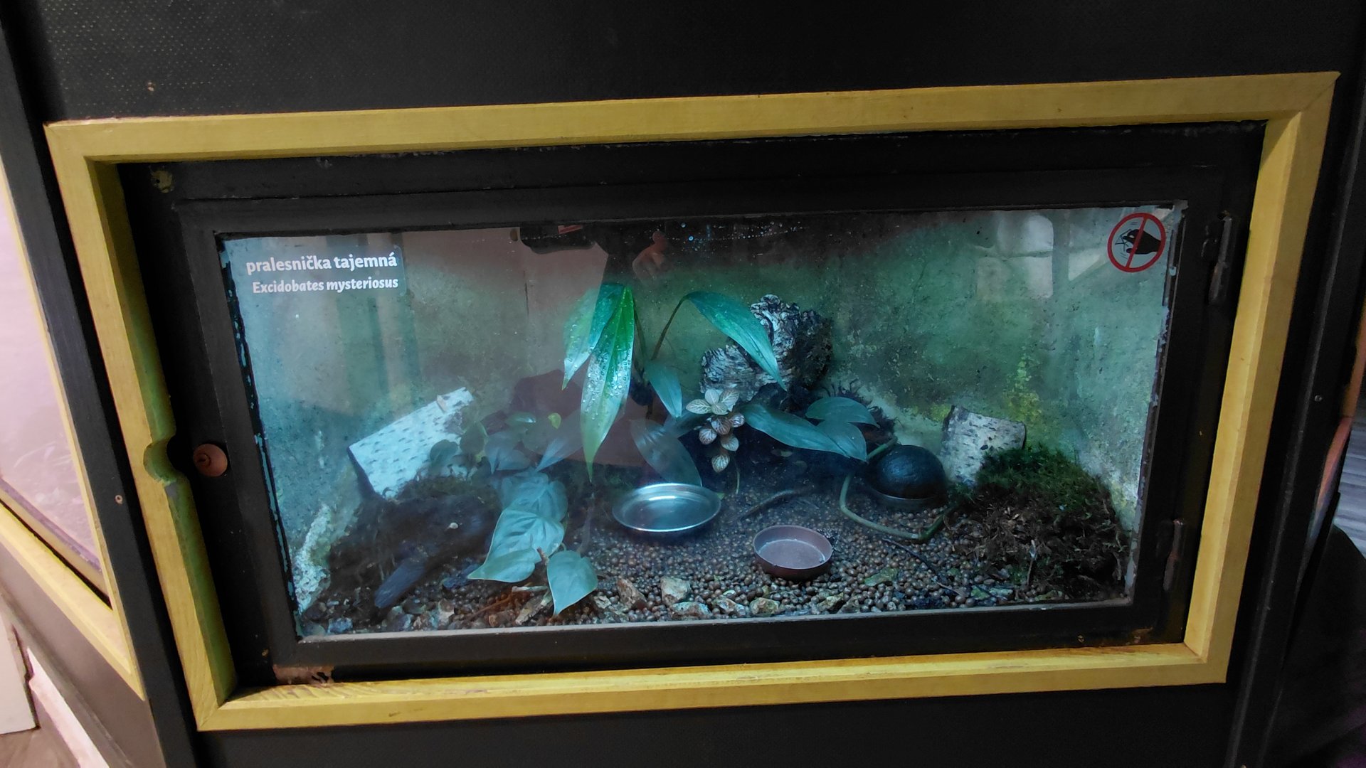 Marañón poison frog exhibit