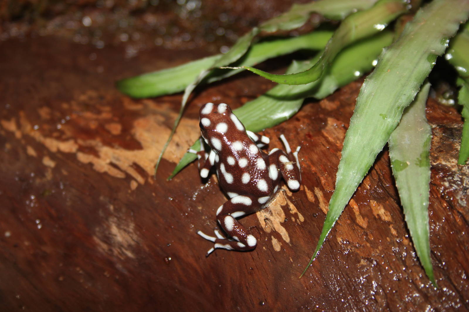 Marañón poison frog
