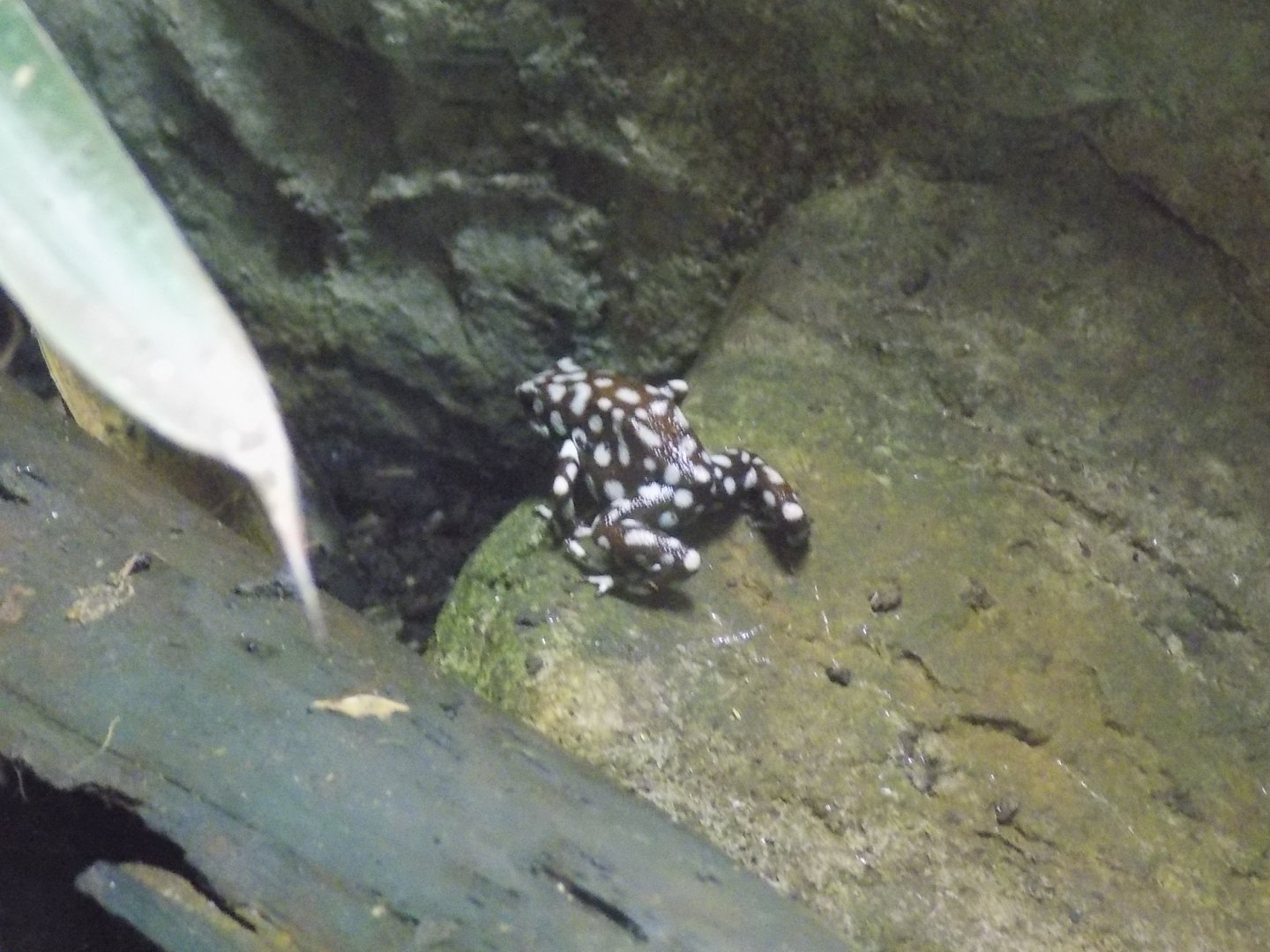 Marañón Poison Frog
