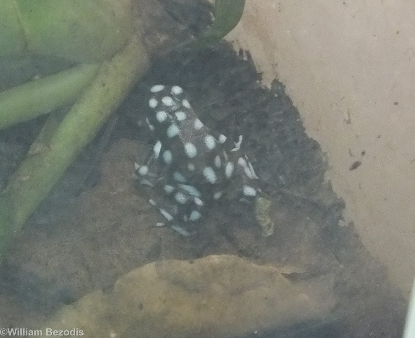 Maranon Poison Frog
