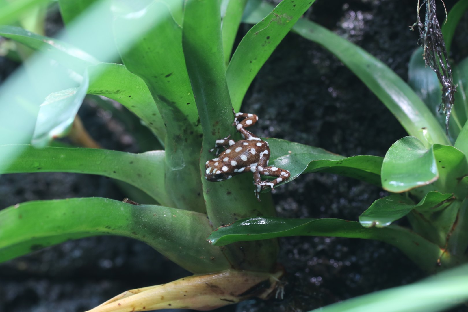 Marañón poison frog