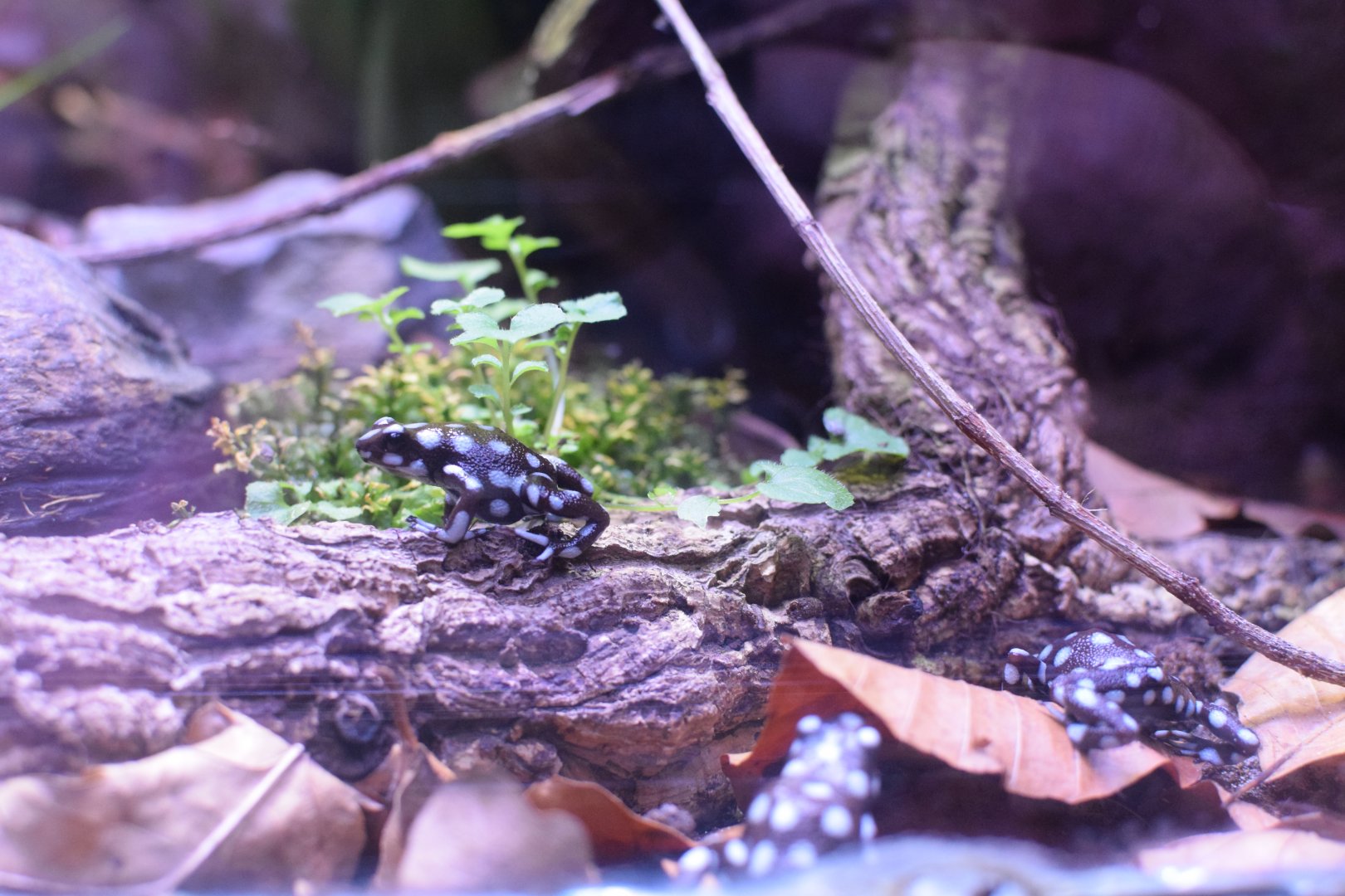 Maraňón poison frog