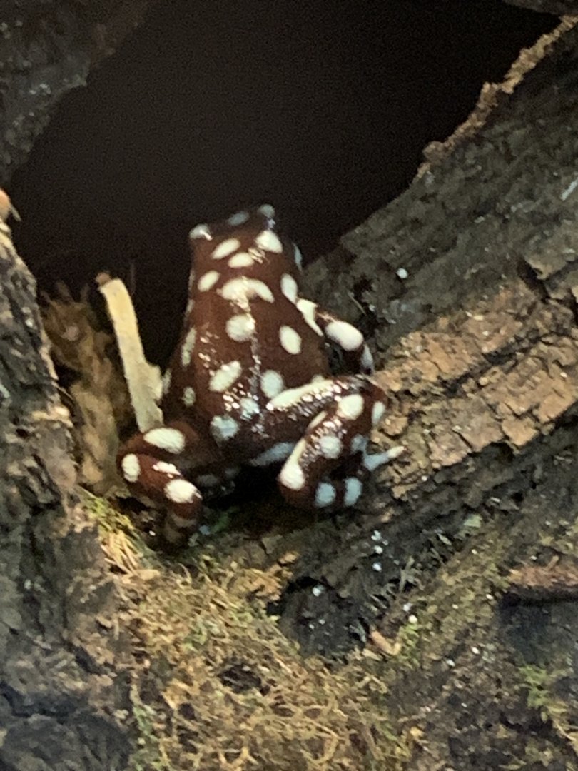 Marañón poison frog