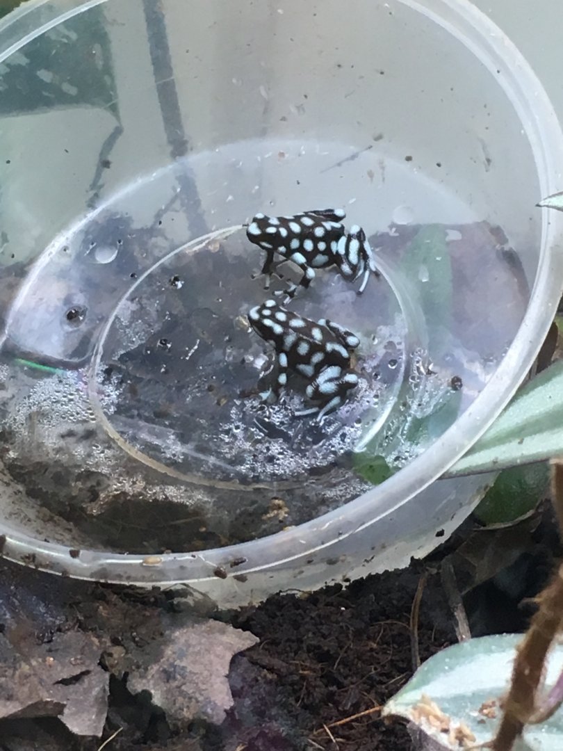 Maranon poison frogs 060917