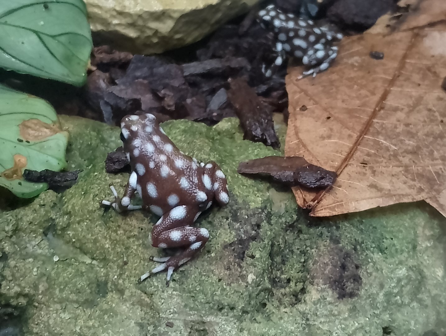 Marañón poison frogs