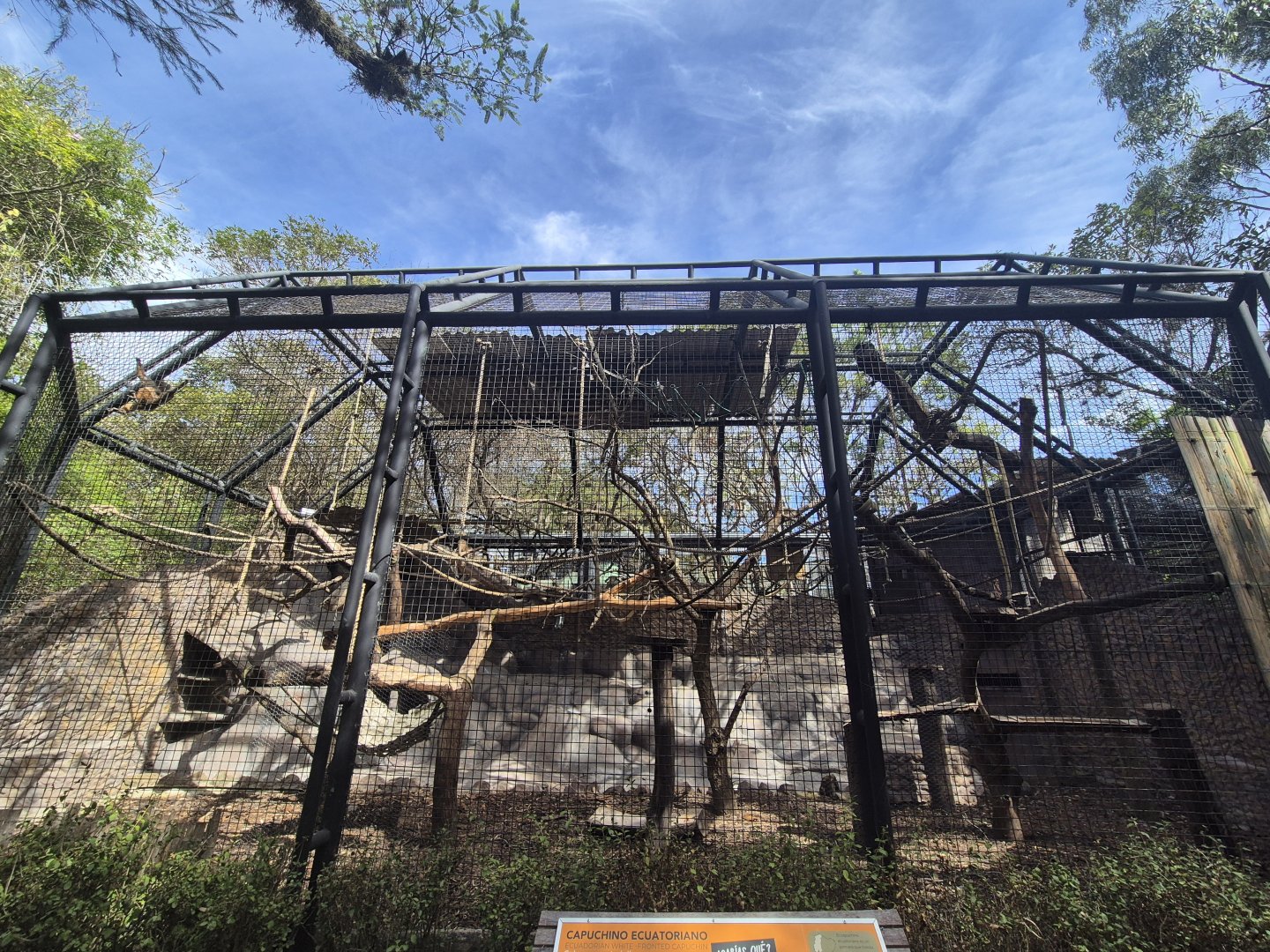 Maranon White-fronted Capuchin/ Ecuadorian White-fronted Capuchin exhibit