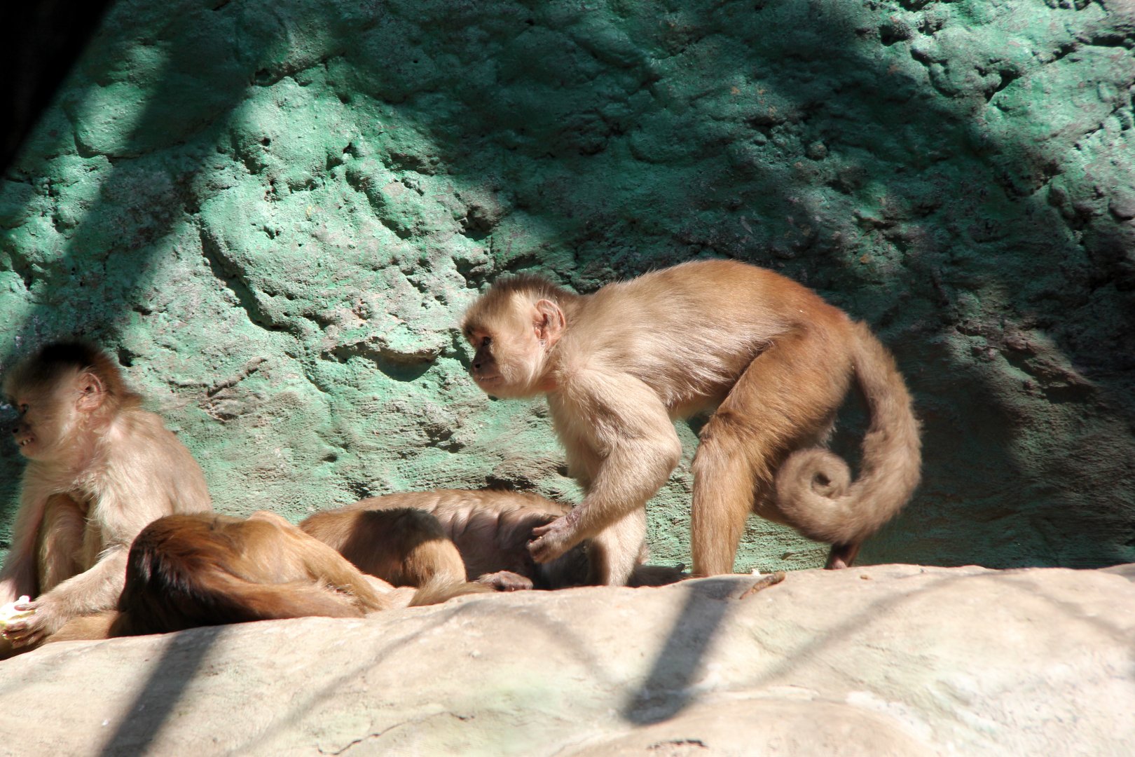 Marañón white-fronted capuchin or Peruvian white-fronted capuchin (Cebus yuracus)