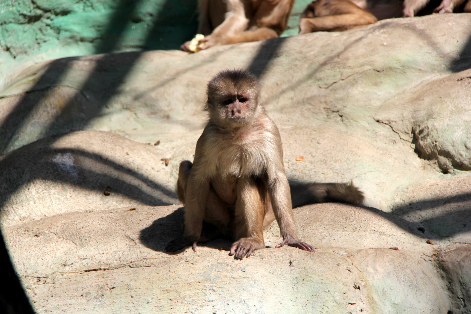 Marañón white-fronted capuchin or Peruvian white-fronted capuchin (Cebus yuracus)