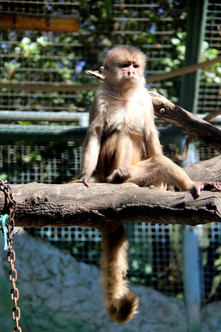 Marañón white-fronted capuchin or Peruvian white-fronted capuchin (Cebus yuracus)
