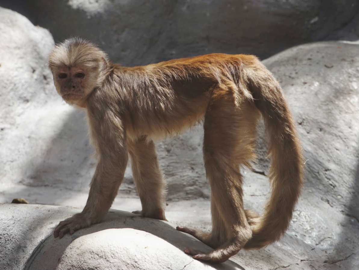 Maranon White-fronted Capuchin