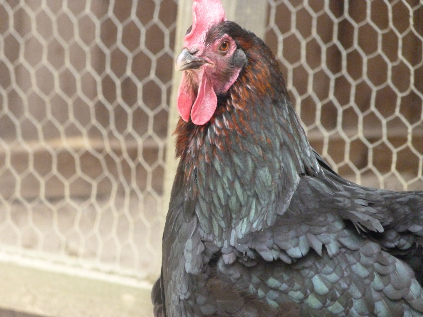 Marans hen -Zoodyssée (2025)