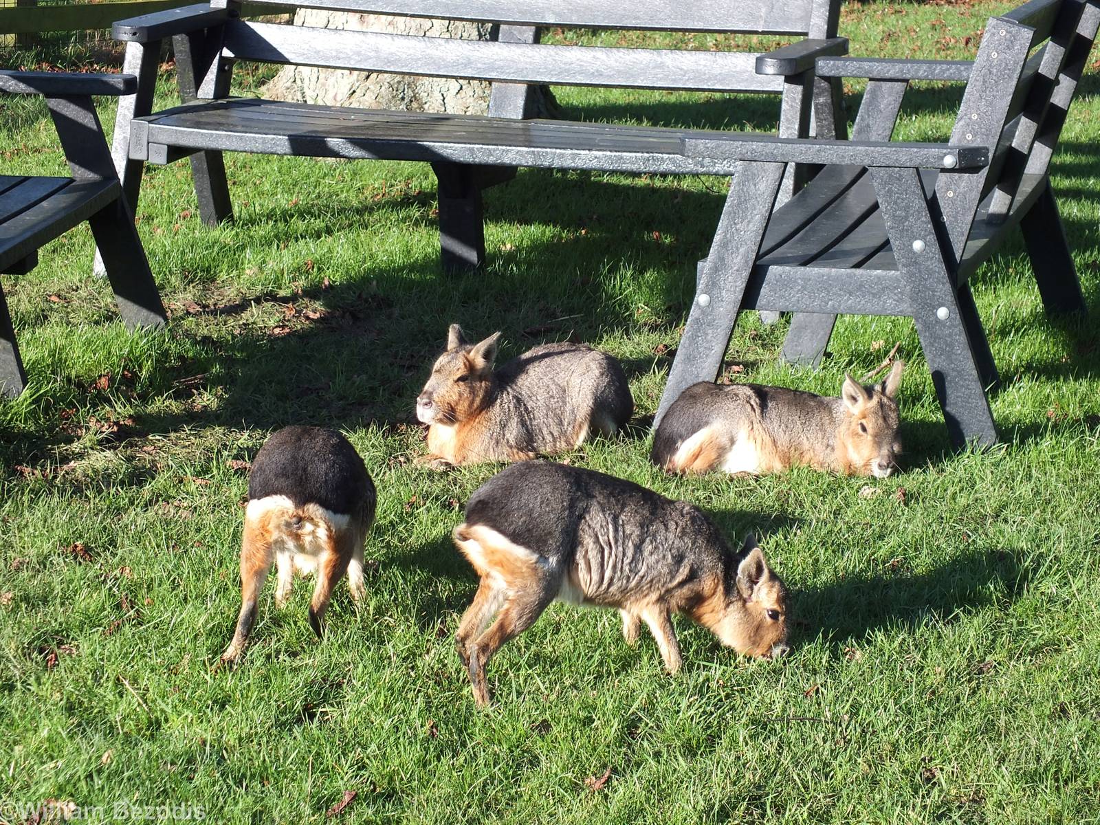 Maras and Picnic Bench