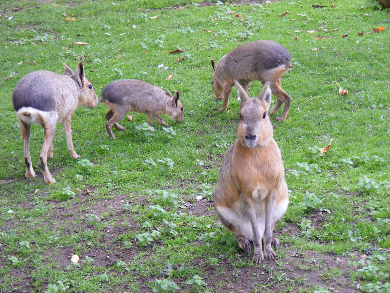 Maras at Shepreth Wildlife Park, 12 September 2010