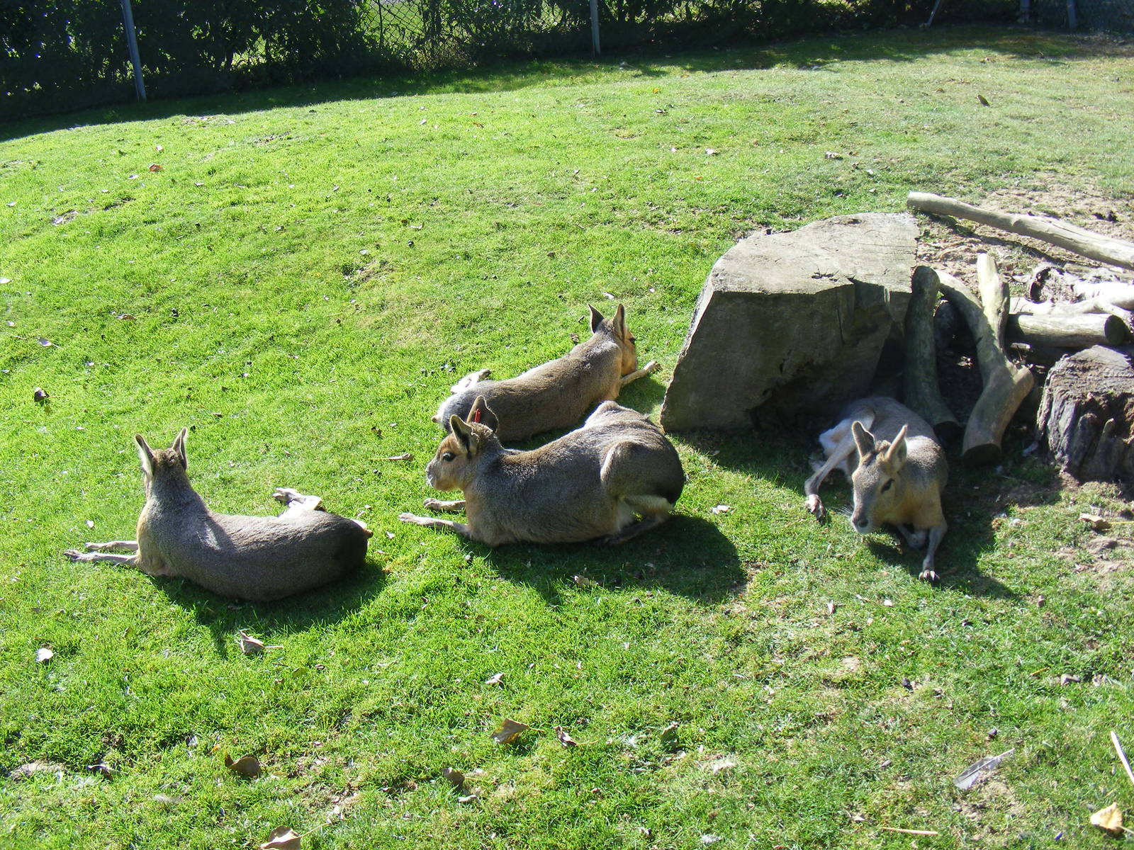 Maras at Tropical Wings, 13 September 2011