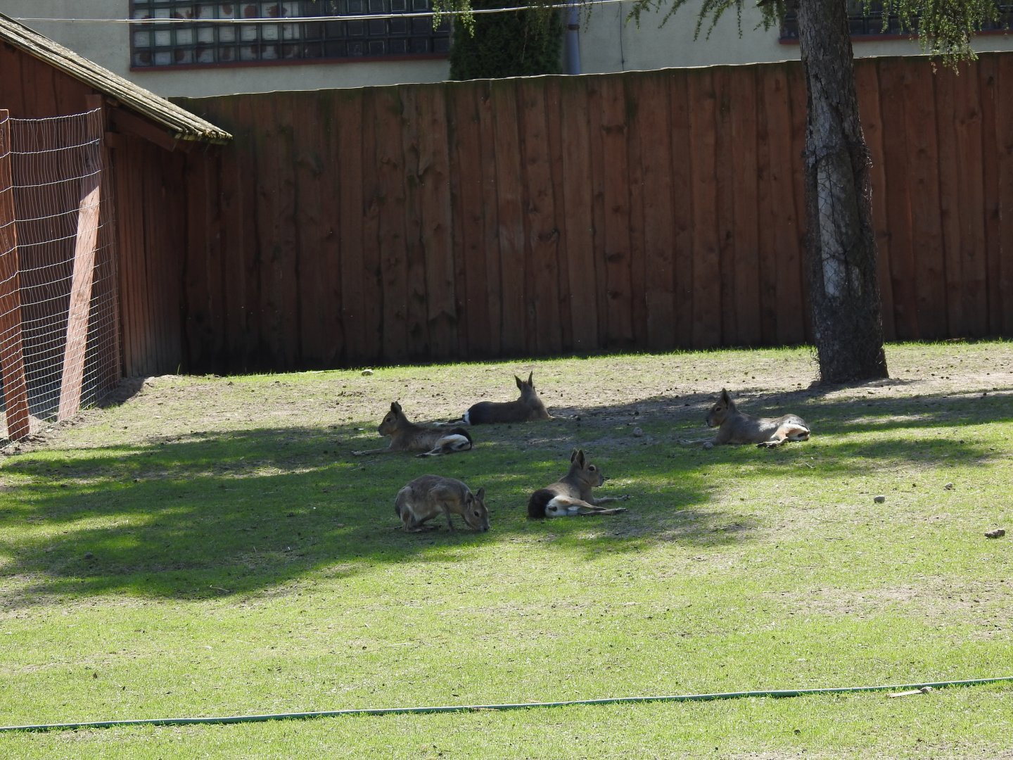 Maras on mixed exibit with Lowland tapir