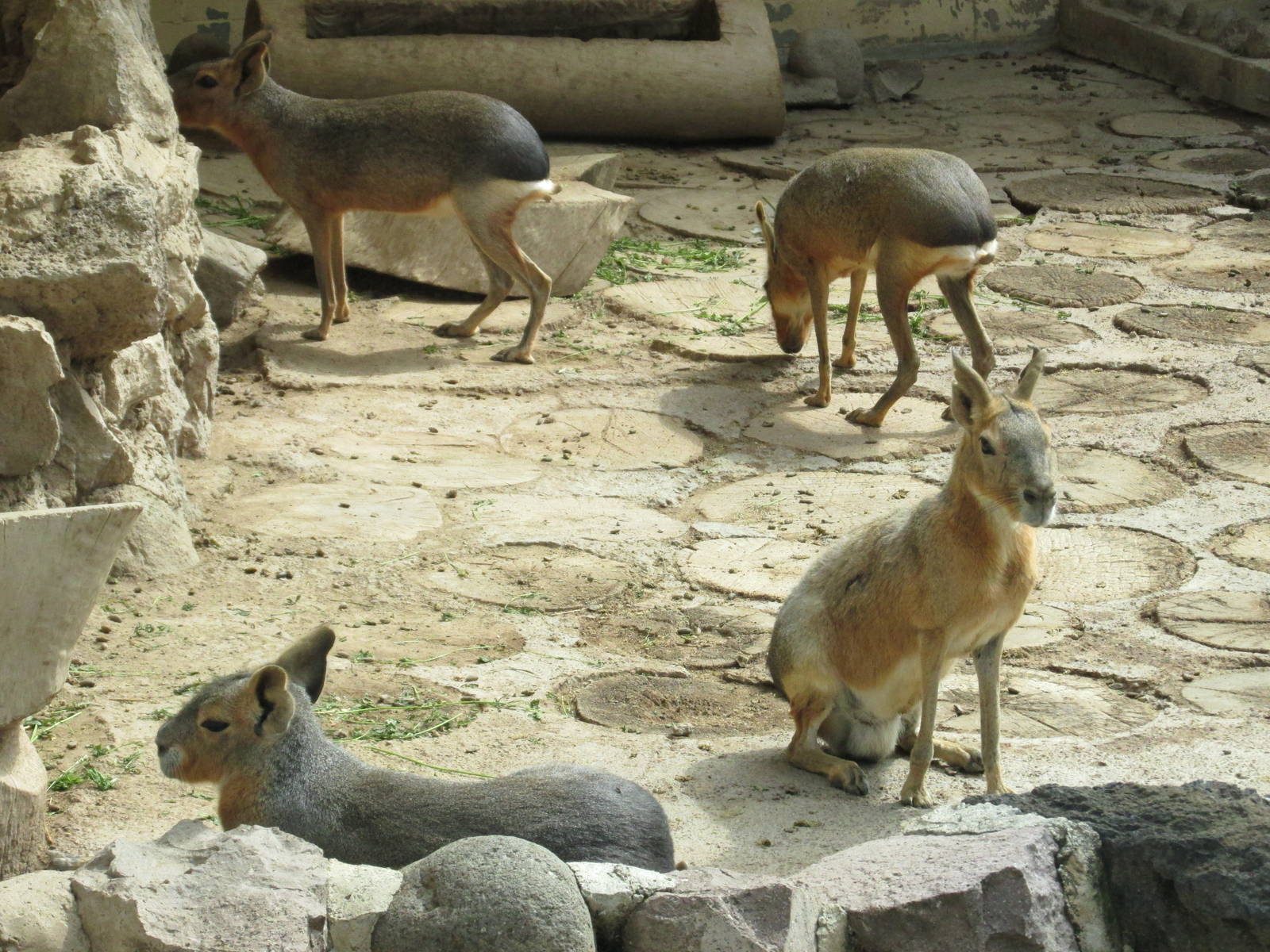 maras san juan de aragon zoo