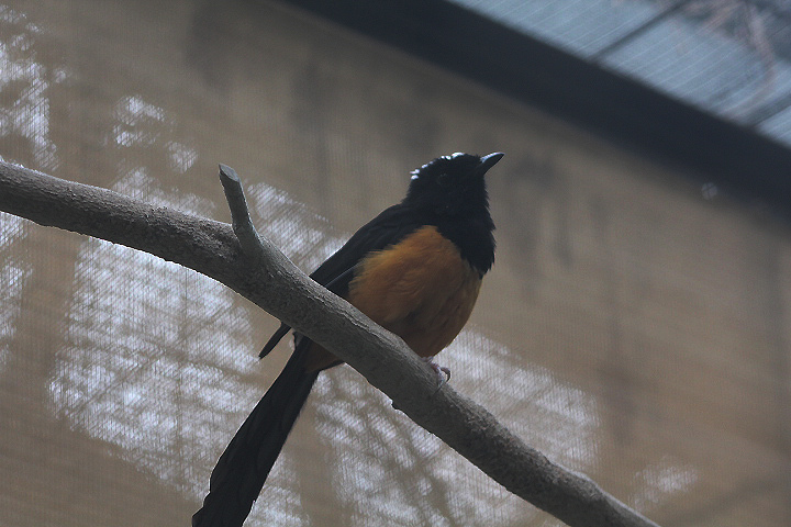 Maratua shama (Copsychus barbouri) - PCBA
