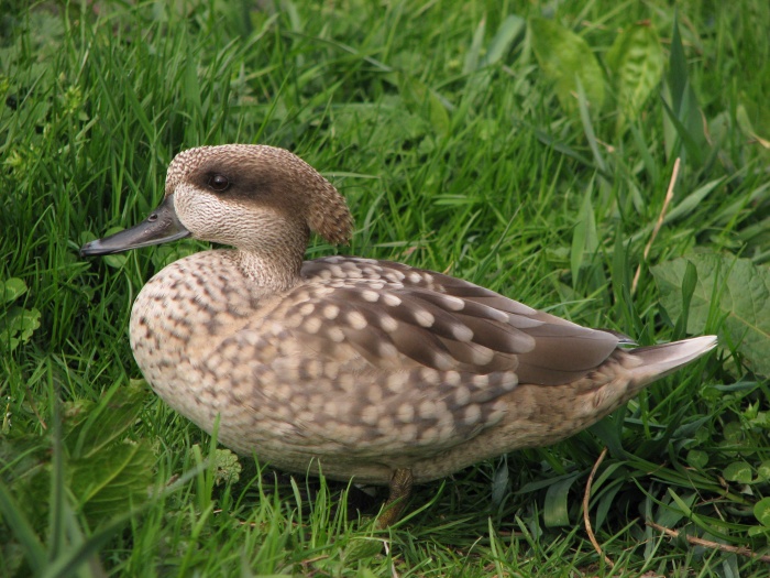 Marbel teal @ Prague zoo