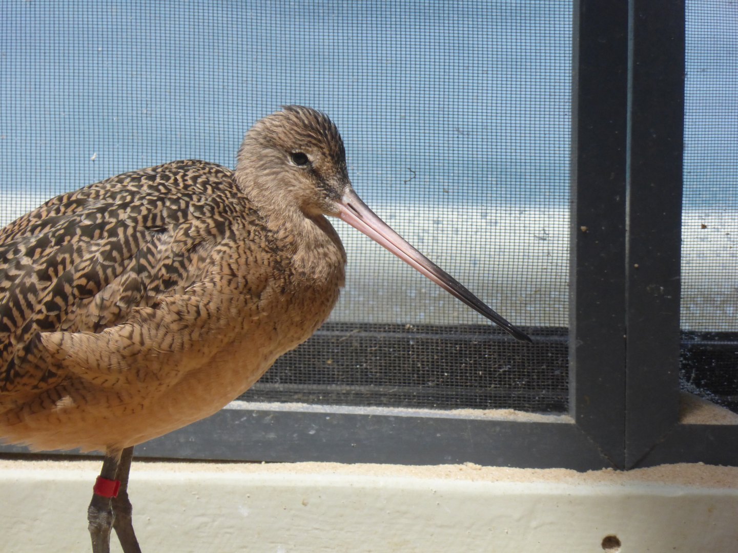 Marbeled godwit