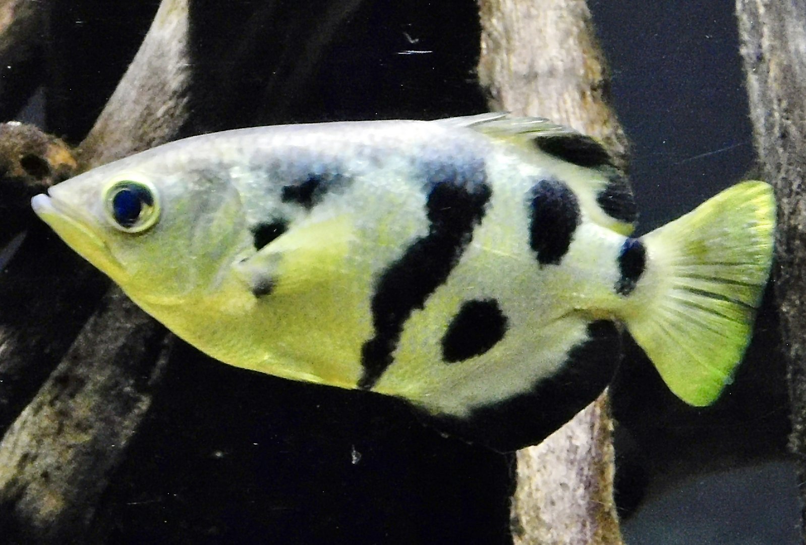Marble Archerfish (Toxotes siamensis) - Kawasui Kawasaki Aquarium November 19, 2025