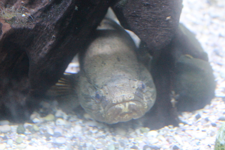 Marble goby (Oxyeleotris marmorata)