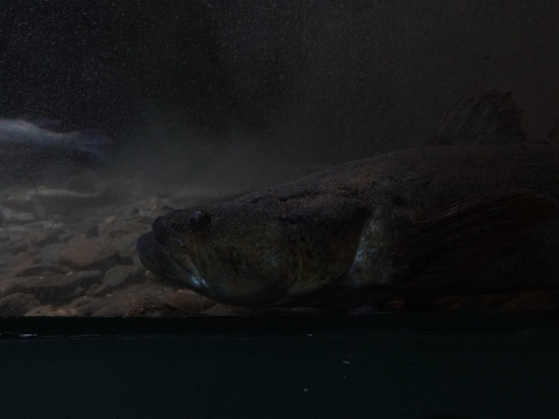 Marble goby (Oxyeleotris marmorata)