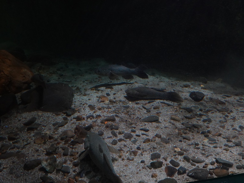 Marble goby tank in the aquarium building