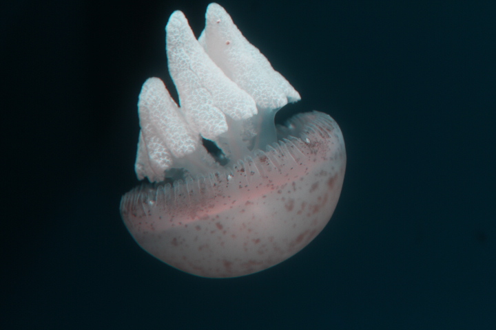 Marble jelly (Catostylus townsendi)