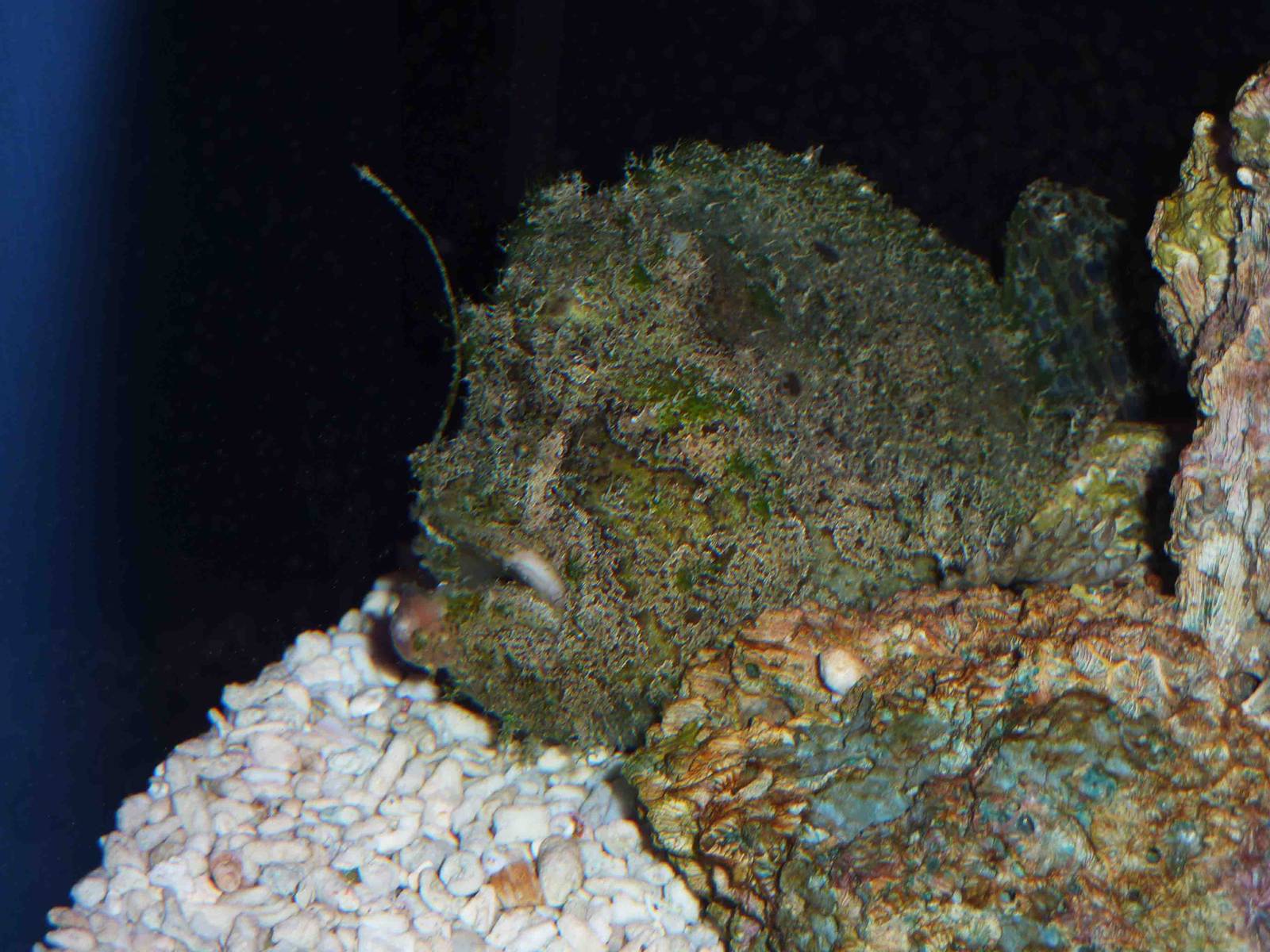 Marble-mouthed (?) frogfish, May 2013.