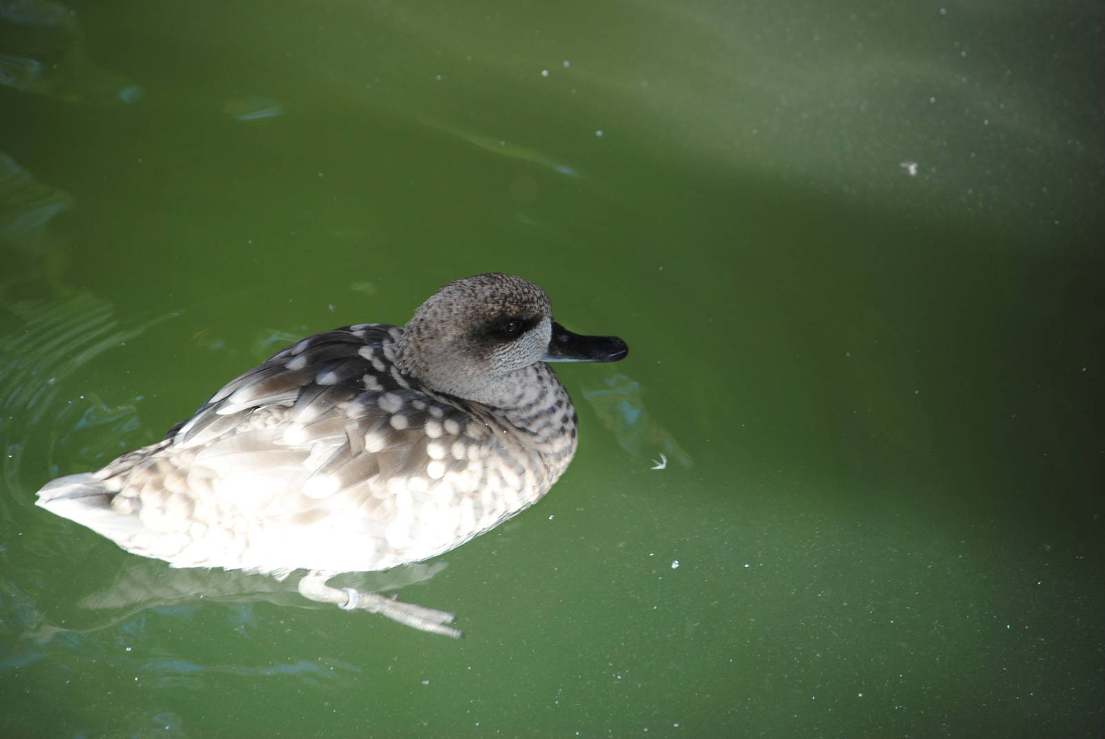 Marble Teal (duck pond in Children's Zone)