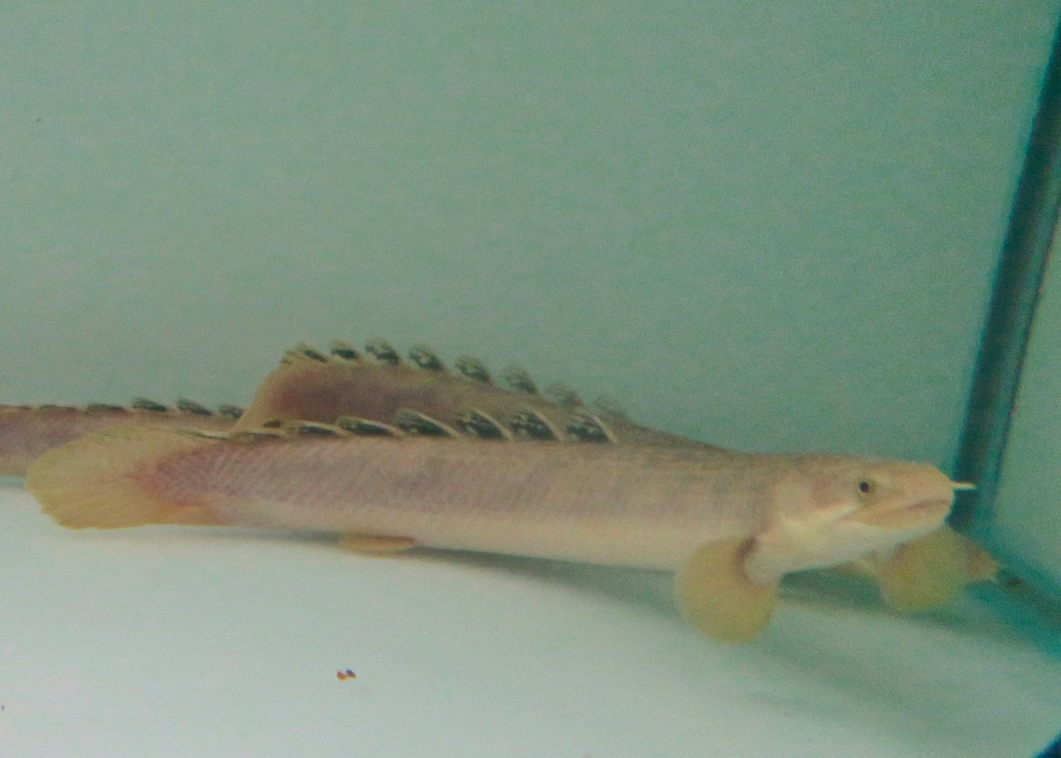Marbled Bichir (Polypterus palmas palmas)