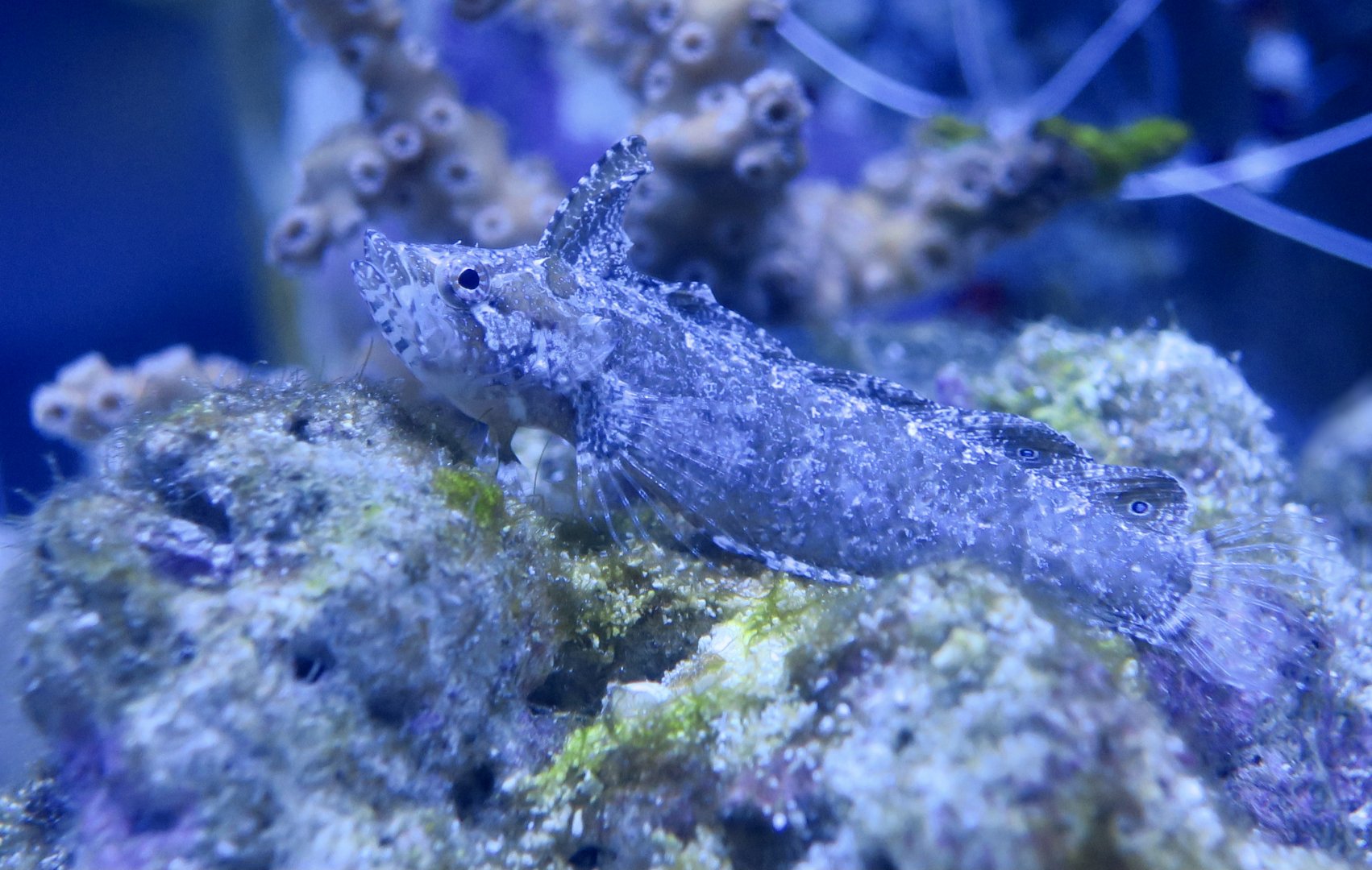 Marbled Blenny (Paraclinus marmoratus)
