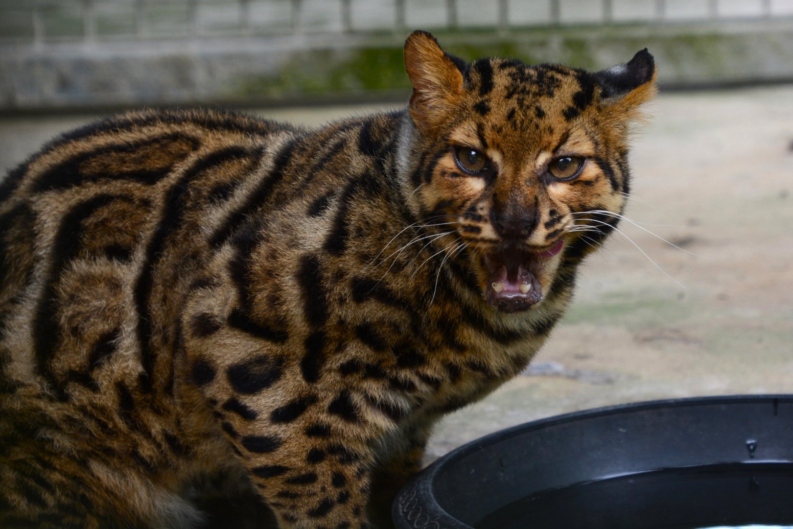 Marbled cat (Pardofelis marmorata longicaudata)
