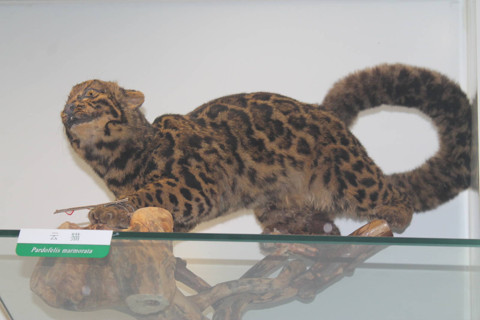 Marbled Cat (Pardofelis marmorata)
