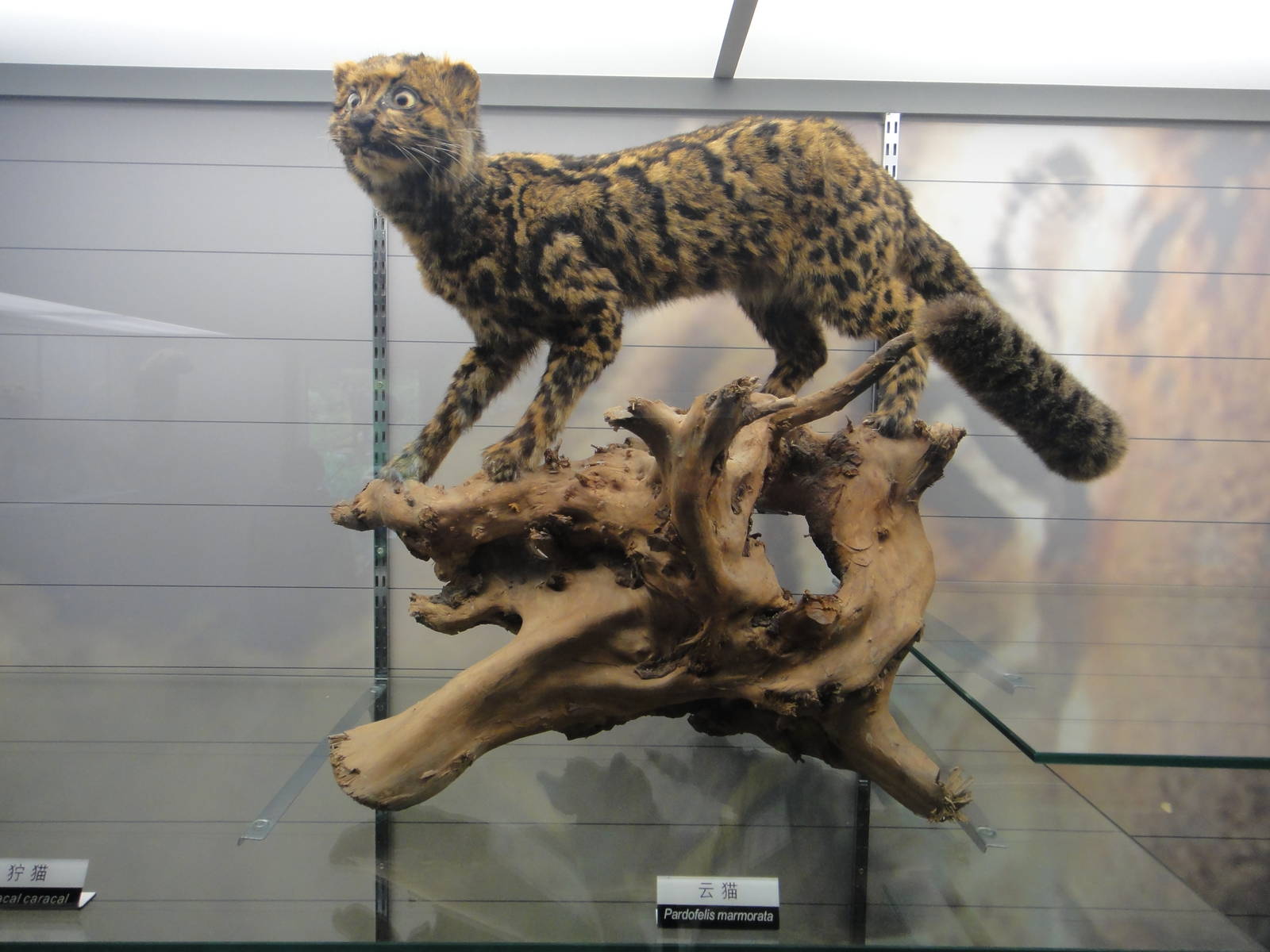 Marbled cat (Pardofelis marmorata)