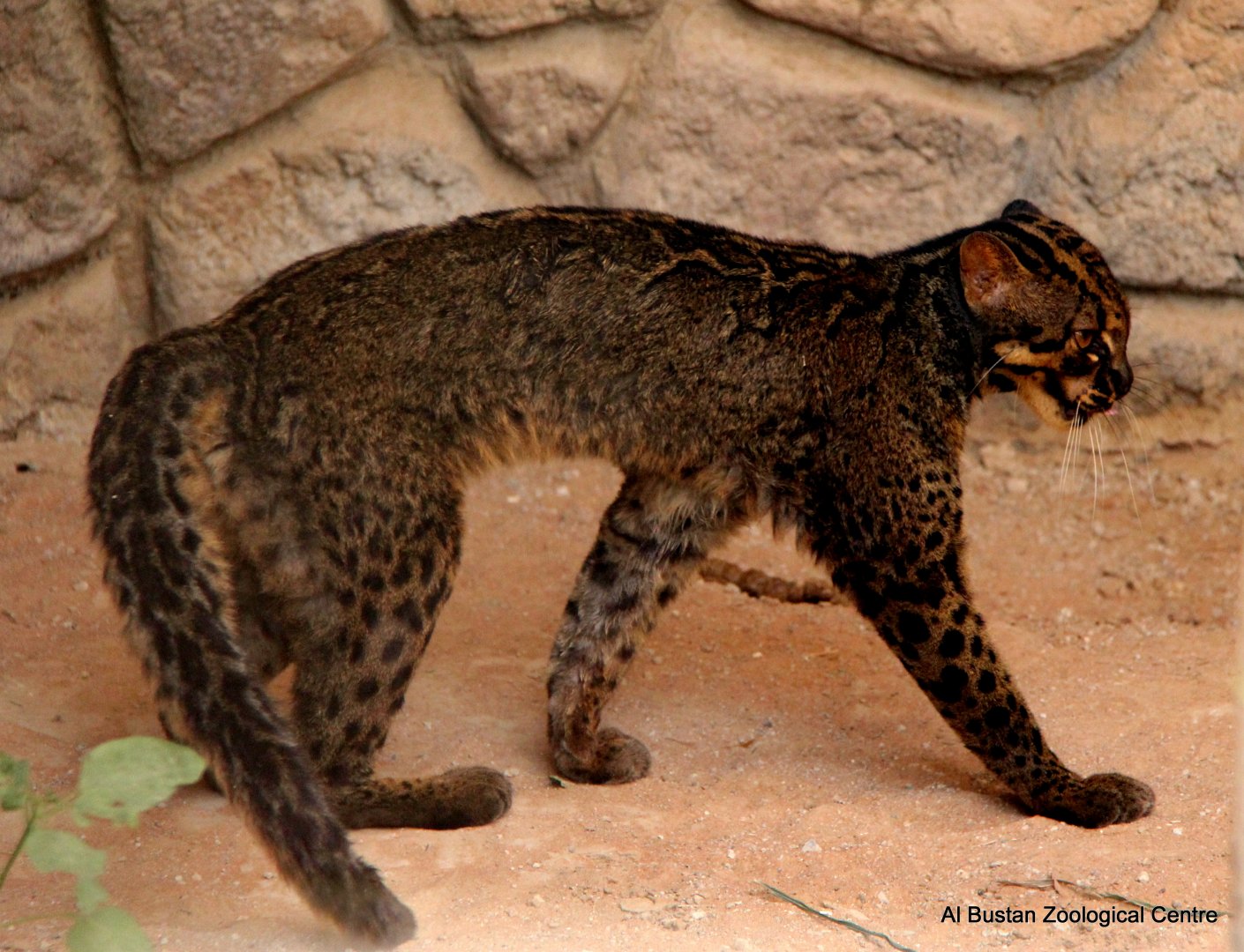 marbled cat (Pardofelis marmorata)