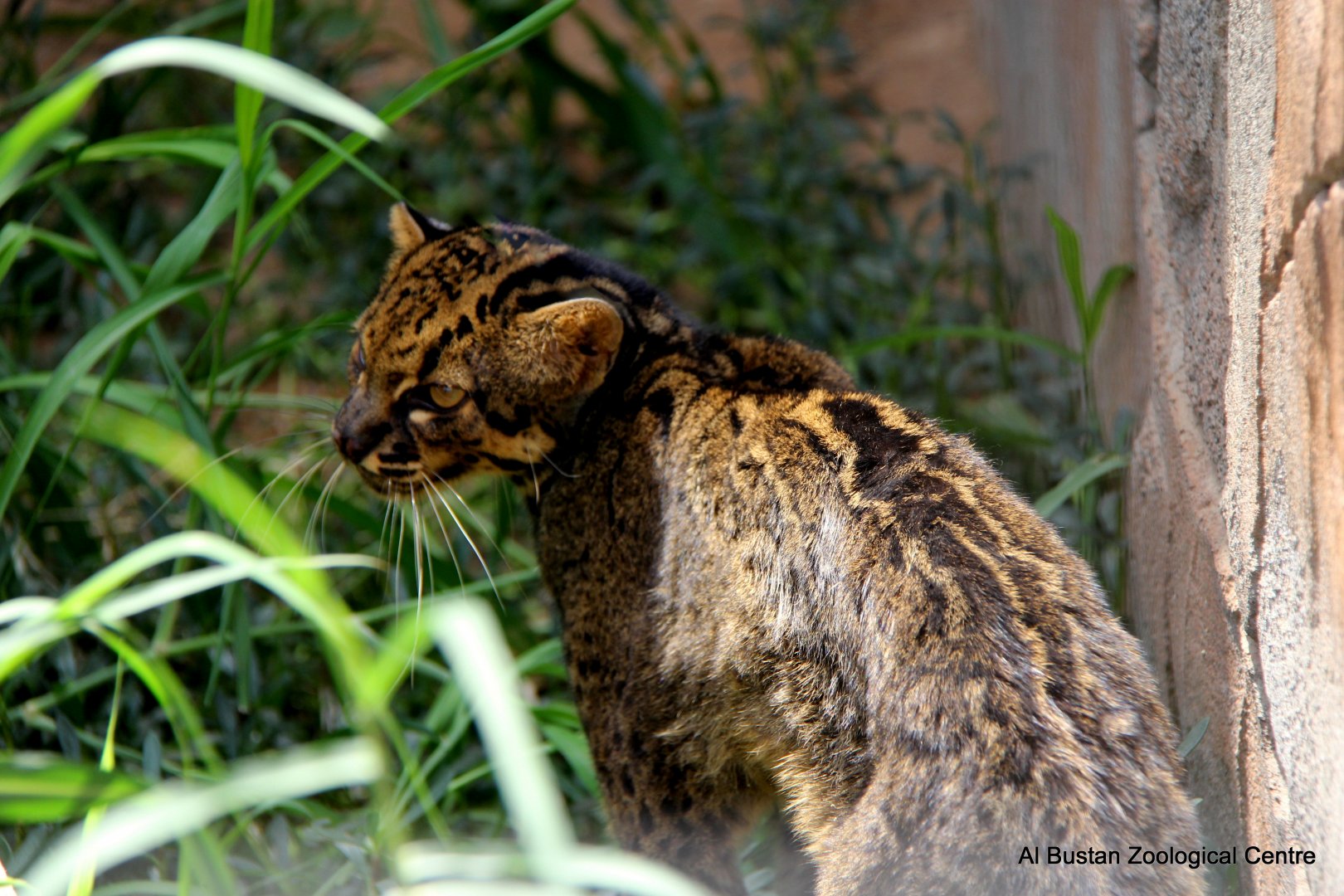 marbled cat (Pardofelis marmorata)