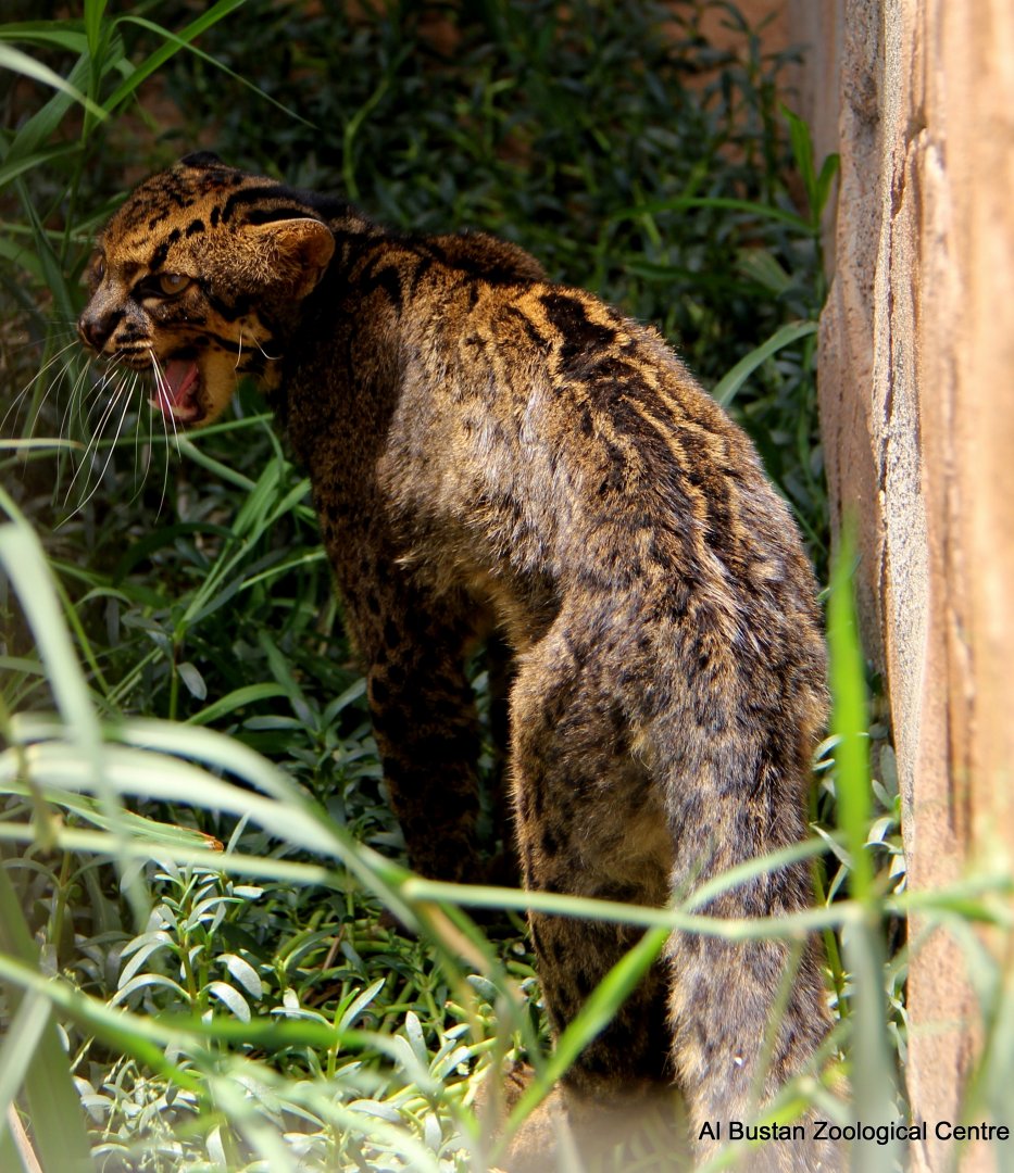 marbled cat (Pardofelis marmorata)