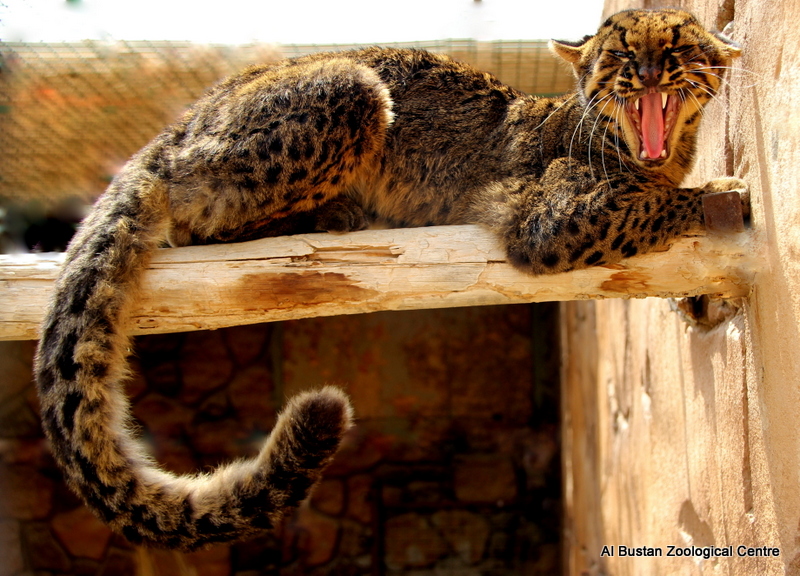 marbled cat (Pardofelis marmorata)